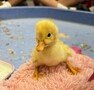 duck.jpg