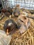 chicks 2.jpg