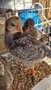 chicks 3.JPG