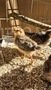 chicks 4.JPG