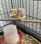 chicks.jpg