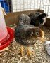 chicks.jpg