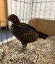 chicks2.jpg