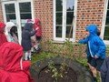 tomatoes 2.jpg