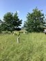 IMG_2287 - Copy.jpeg