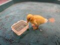 Odie5.jpg