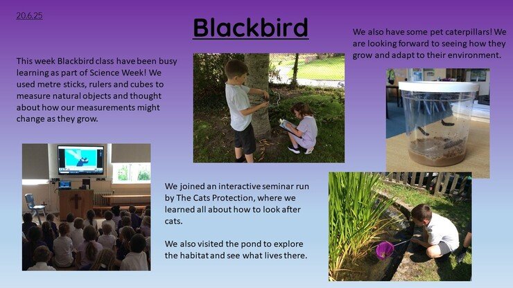 Blackbirds 20.6.25 1.jpg