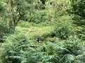 IMG_4196.jpeg