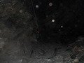 100_0041.JPG