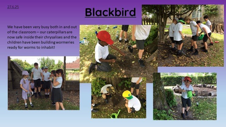Blackbirds 27.6.25 1.jpg