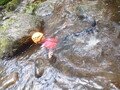 DSCF4006.JPG