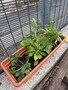 thumbnail_IMG_2288.jpg