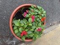 thumbnail_IMG_2335.jpg