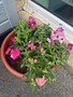 thumbnail_IMG_2336.jpg