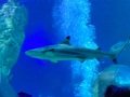 IMG_2661.JPEG