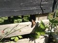 IMG_2236.JPG