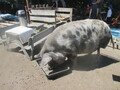 IMG_3549.JPG