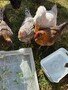 chicks2.jpg