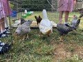 chicks3.jpg