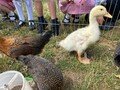 chicks4.jpg
