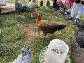 chicks5.jpg