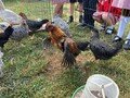 chicks6.jpg