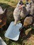 chicks7.jpg
