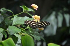 DSC_3836.JPG