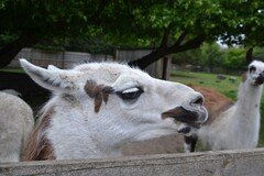 DSC_2275.JPG