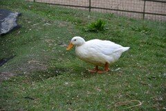 DSC_2282.JPG
