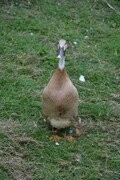 DSC_2313.JPG