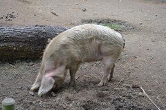 DSC_2394.JPG