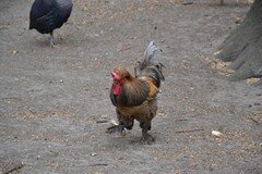 DSC_2410.JPG