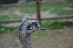 DSC_2413.JPG