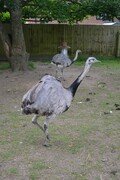 DSC_2418.JPG