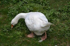DSC_2627.JPG