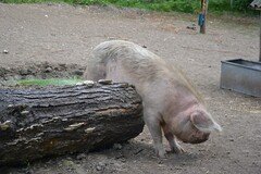 DSC_2631.JPG