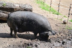 DSC_2645.JPG