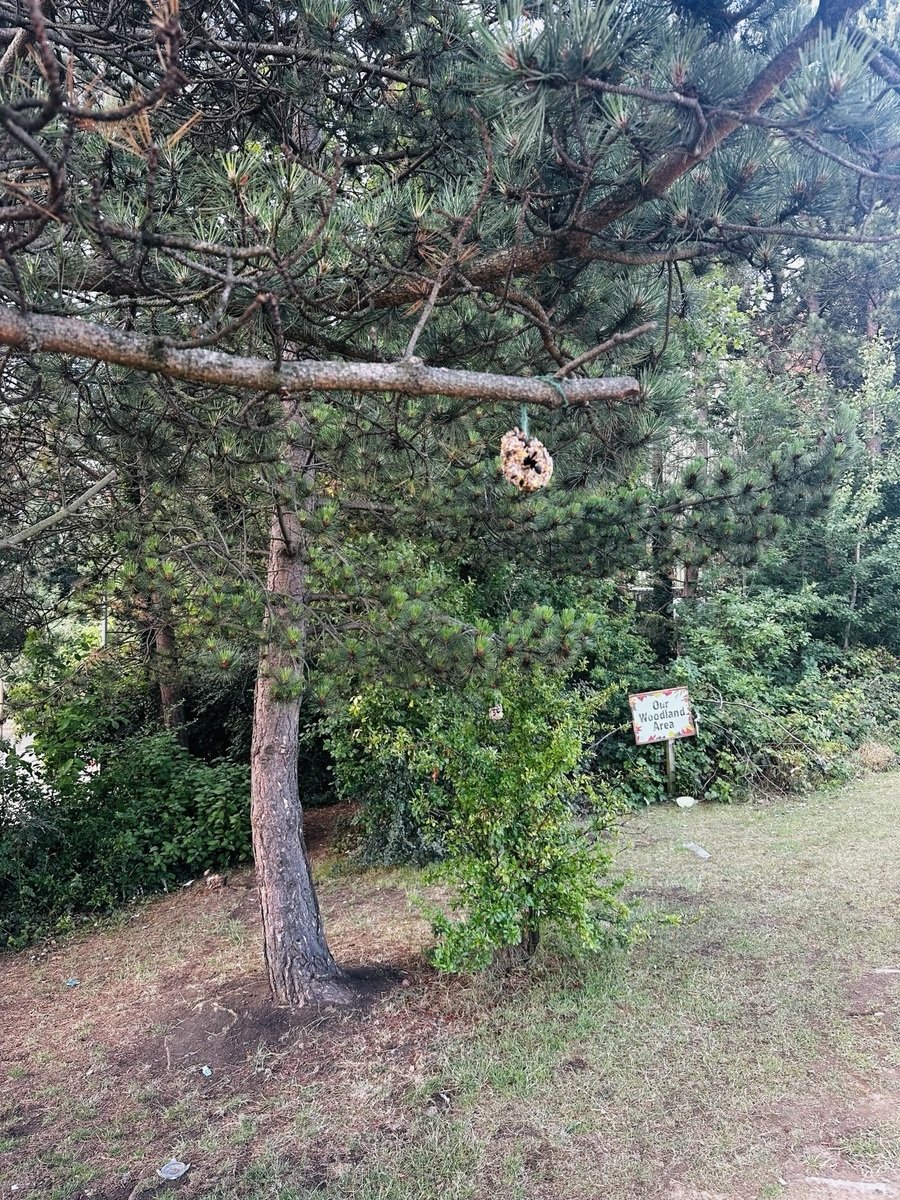 Bird Feeders