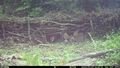 Fox in passing point © 2025 by Montrose School is licensed under CC BY 4.0