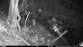 Fox at Night © 2025 by Montrose School is licensed under CC BY 4.0