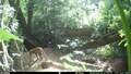 Fox and Cub © 2025 by Montrose School is licensed under CC BY 4.0
