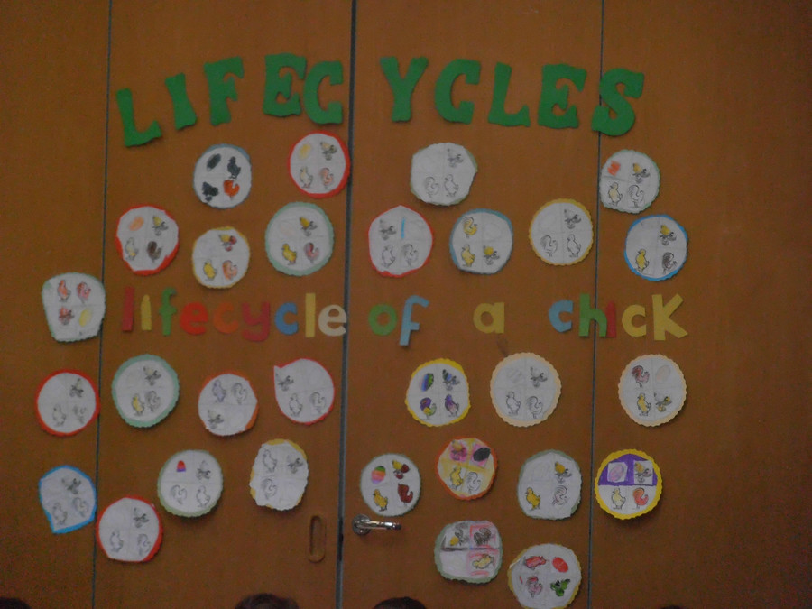Look at our lovely diagrams on the lifcycle of a chick.