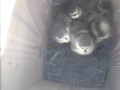 birdbox2014_02-06-14.jpg