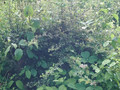 SUNP0026.JPG