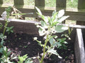 SUNP0049.JPG