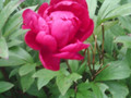 SUNP0067.JPG