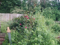 SUNP0074.JPG