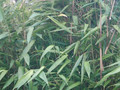 SUNP0088.JPG