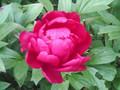 SUNP0089.JPG